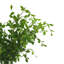 Fausse plante lierre moderne biologique Milan