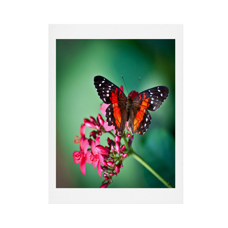 Impression papillon, H 14 po x l 11 po x P 0,13 po
