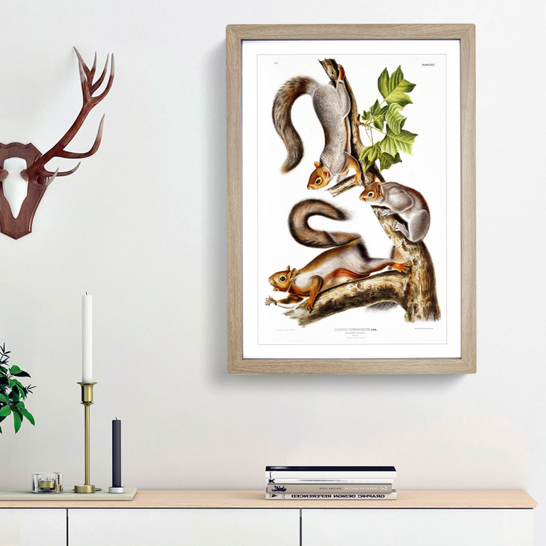 Migratory Squirrels by J.W. Audubon - Picture Frame Painting Print