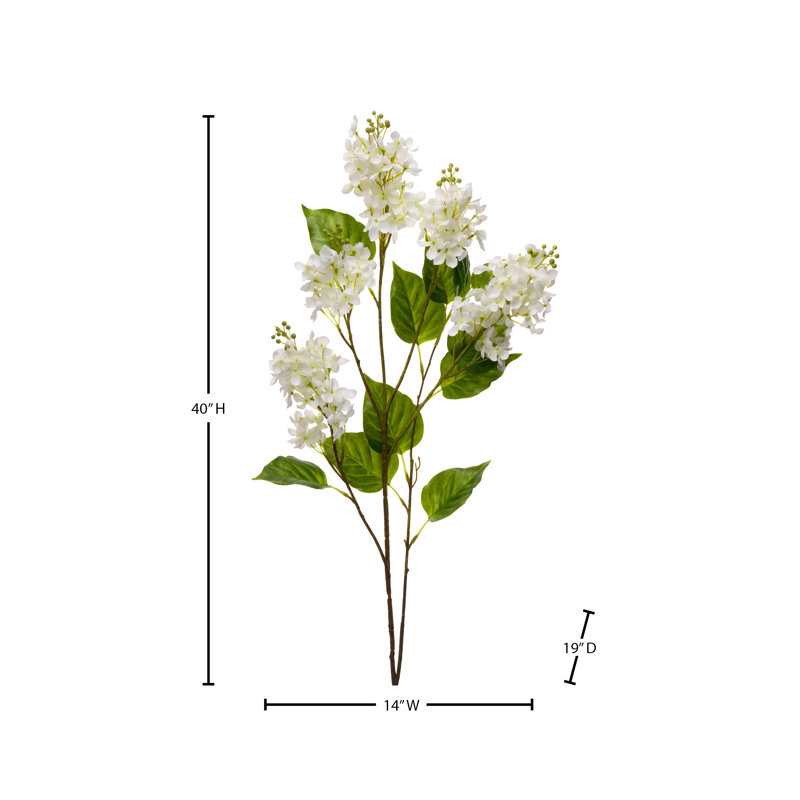 40 po lilas Spring Cut