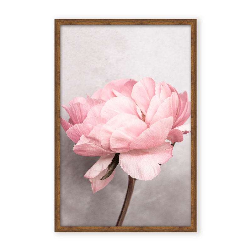 Nature Inspired Peony by  - Picture Frame Photograph on Paper, 24" H x 16" W x 1.125" D, Black, Framed Matted Print