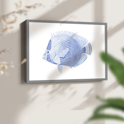 Poisson tropical bleu et blanc VI - reproduction encadrée