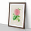 Pink Camellia Flower Illustration - Framed Print-55616259-55616260