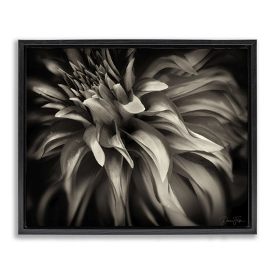 «Dark Curling Chrysanthemum Floater», art mural sur toile par Dennis Frates