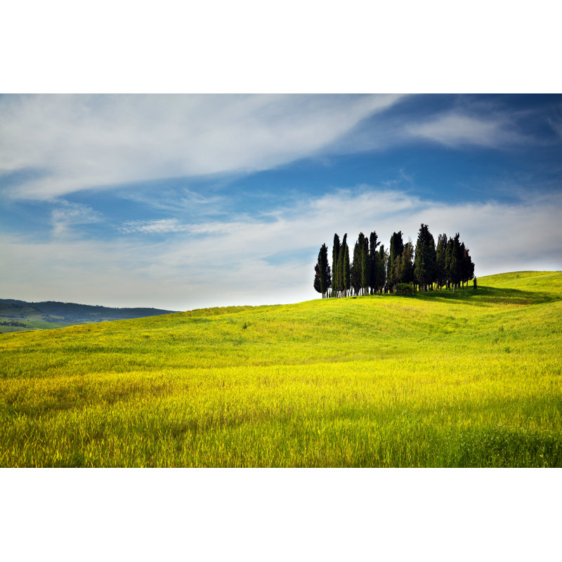 Cypress Tree by Alle12 - No Frame Print on Canvas, 61cm H x 91cm W