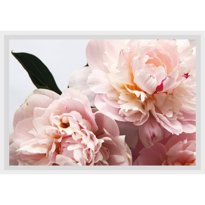 Rose - Single Picture Frame Print