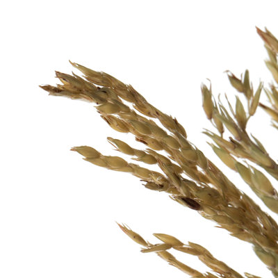Congo Grass