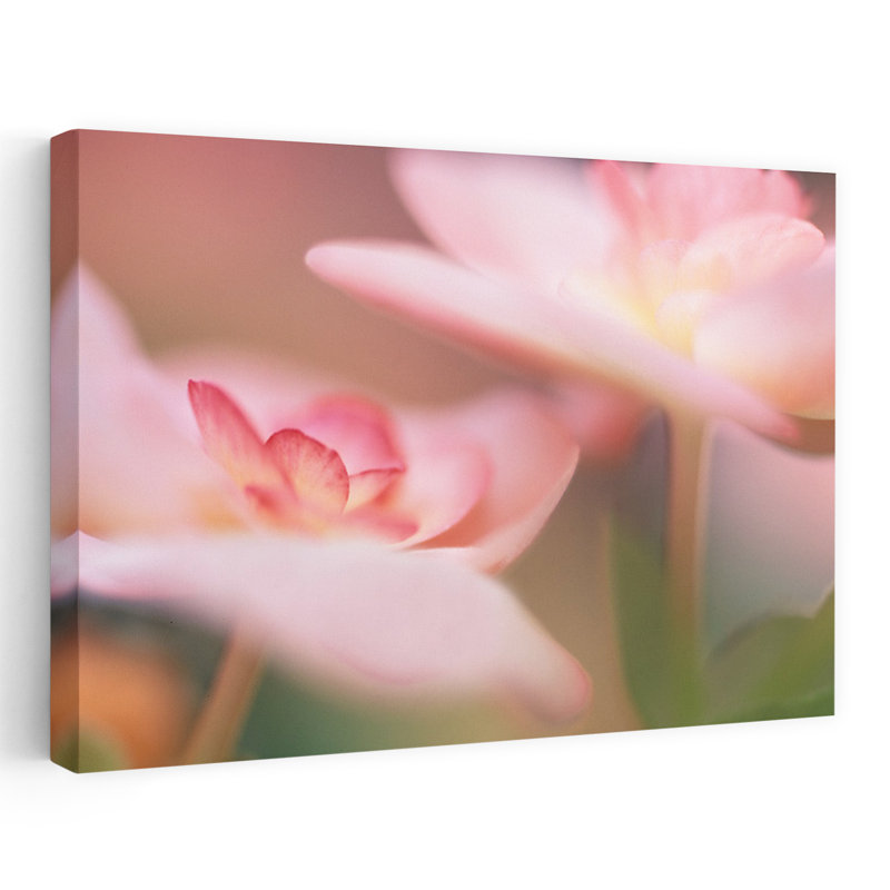 Pink Begoinias by Karin - Print, 101.6 cm H x 152.4 cm W