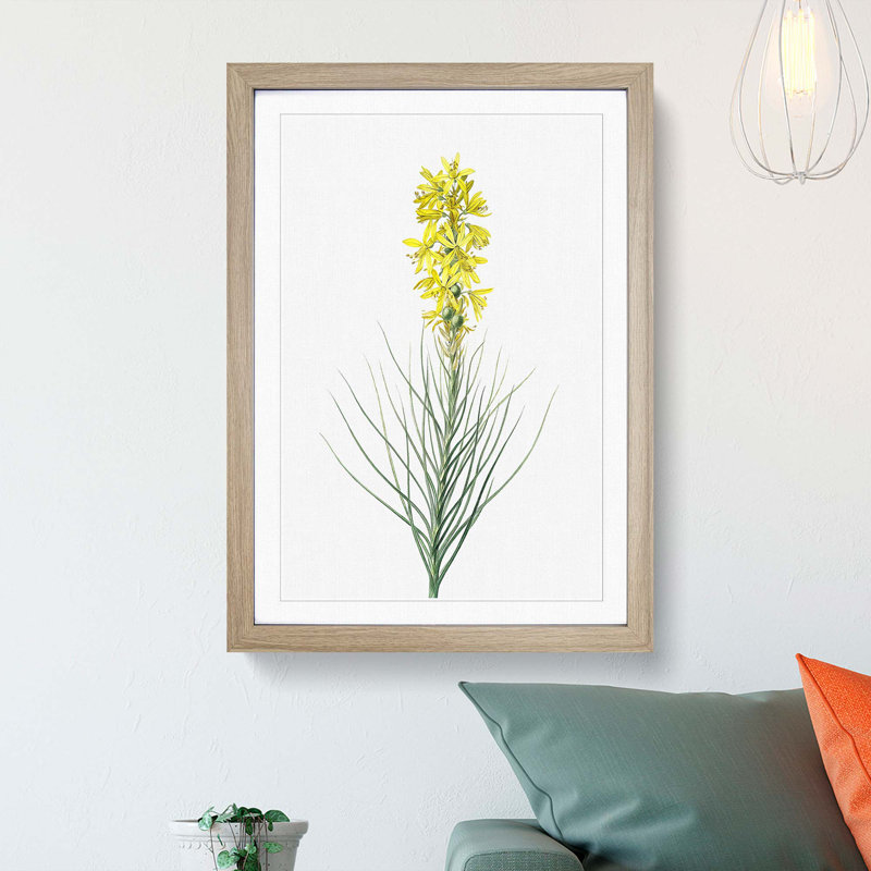 Yellow Asphodel Flowers by Pierre-Joseph Redoute - Picture Frame Painting Print, Oak Framed, 36cm H x 27cm W x 2cm D