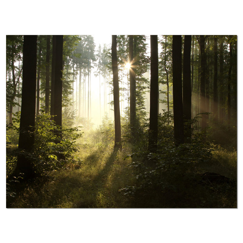 Early Morning Sun Green Forest Landscape Canvas Print