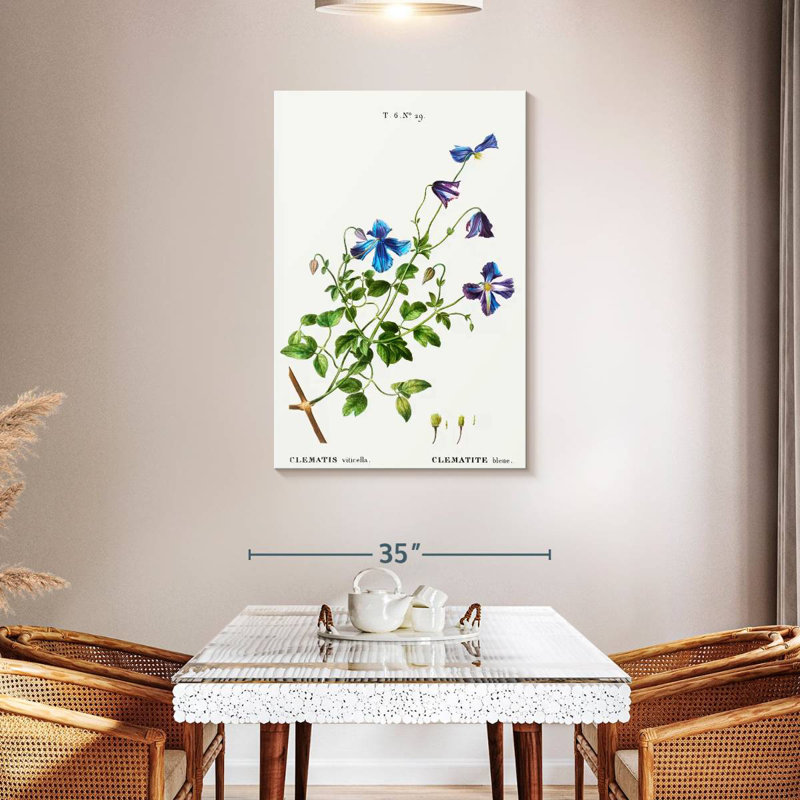 Harnek Clematis Viticella, 45" H x 30" W