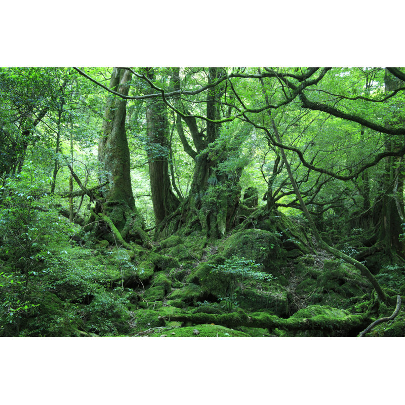 Linquist Princess Mononoke Forest par - Photographie de toile tendue, H 24 po x l 36 po