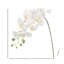 Phalaenopsis 27 po Natural Touch 