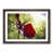 Walnut Framed selected