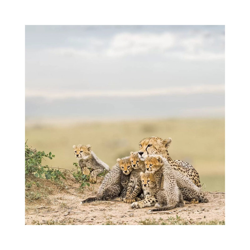 Colour Cheetah & Cubs by Klaus Tiedge - Print on Canvas, 45.72 cm H x 45.72 cm W x 1.91 cm D, Wrapped Canvas