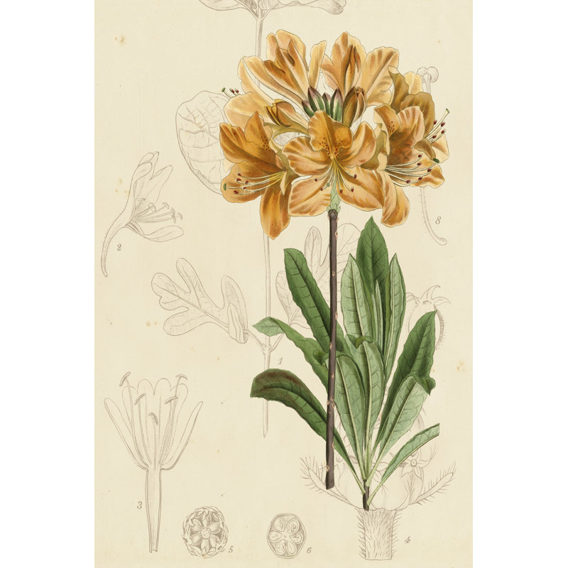 Floral Pairings III by Vision Studio - Wrapped Canvas Painting, 46cm H x 30cm W