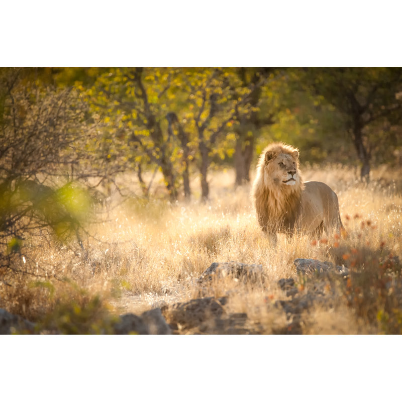 Lion Protecting His Herd - Wrapped Canvas Print, 30cm H x 46cm W x 3.8cm D