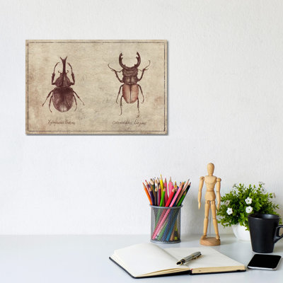 Xylotrupes Gideon-Odontolabis Elegans 2 by Mike Koubou - Wrapped Canvas Print