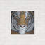 «Tiger Gaze» par Britt Hallowell-325729902