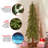 Hickory Cedar Tree-1923807231-1964803448