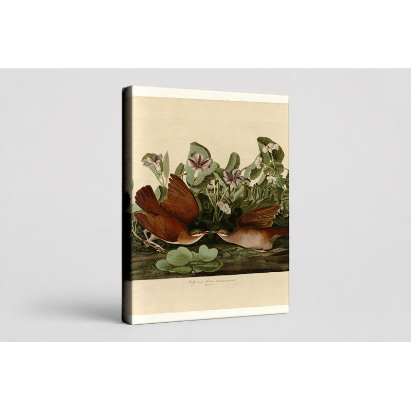 Key West Dove (Plate CLXVII) - Art mural sur toile Portrait, 20" W x 16" H