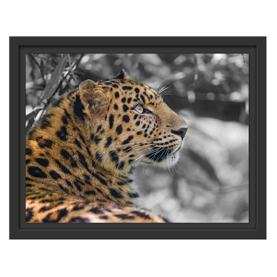 Gerahmtes Wandbild Leopard ruhtSchatten