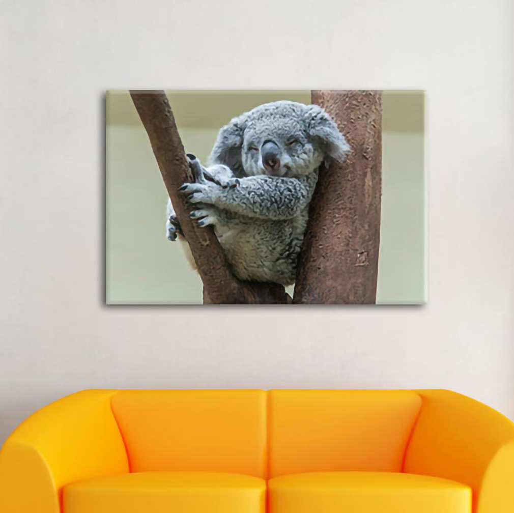 Leinwandbild Sleeping Koala in Tree