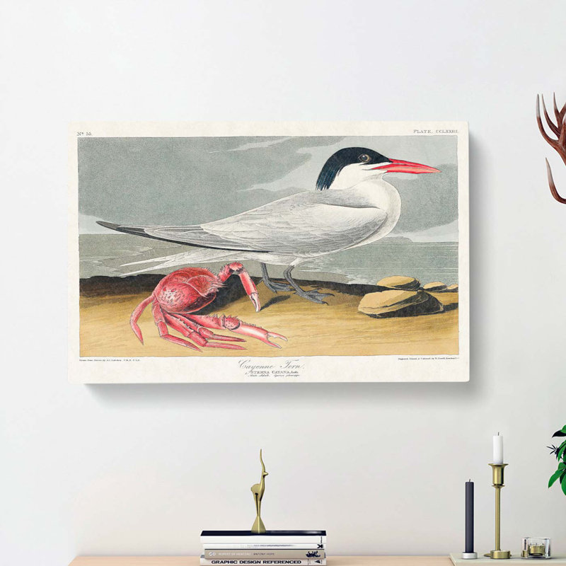 Cayenne Tern Bird with Crab by John Audubon - Wrapped Canvas, 35cm H x 50cm W x 3cm D