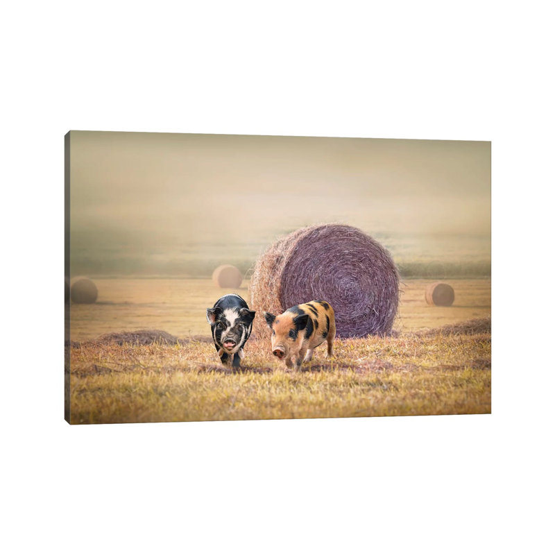 Piglets In Moring Fog by Karen Burke - Wrapped Canvas Print, 20.32cm H x 30.48cm W x 1.905cm D