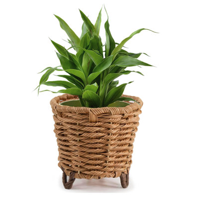 Mingenew Pot Planter