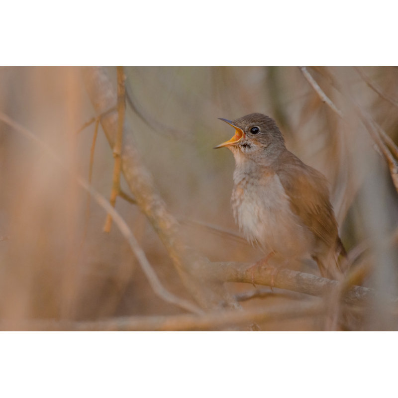 Nightingale Singing by Gallinago_media - Wrapped Canvas Print, 61cm H x 91cm W