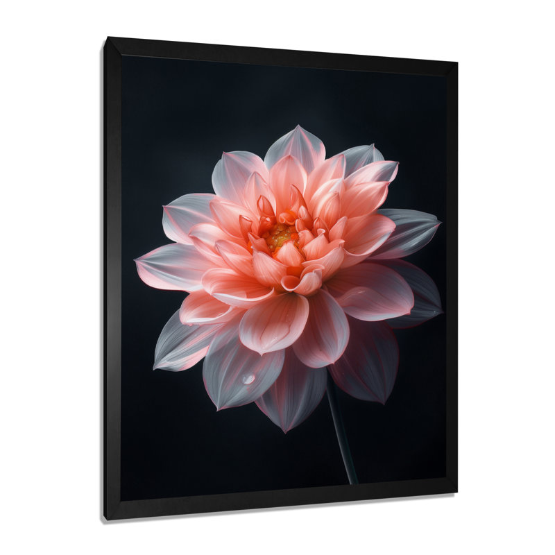 Rose sur fond noir Dahlia Vibes II - Dahlia, 34" H x 44" W, Cadre simple noir