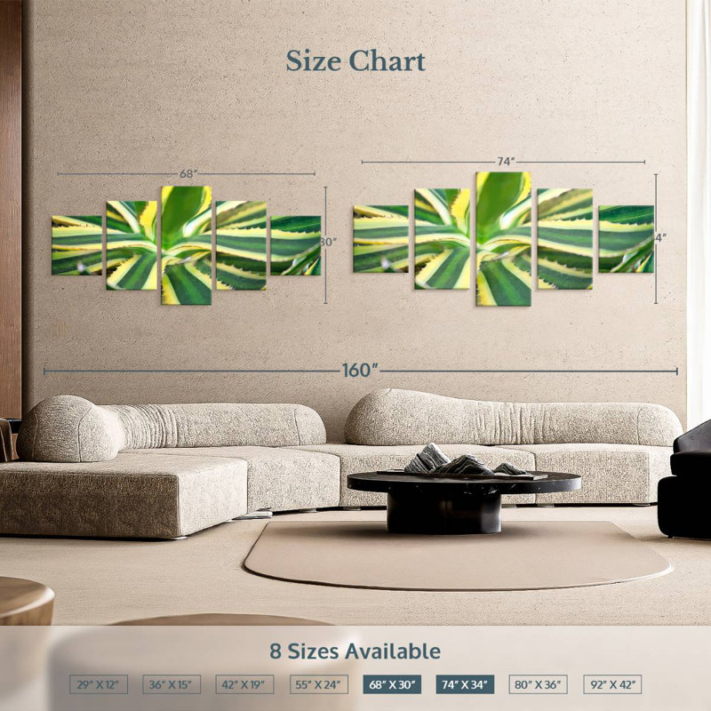 Agave pur, H 15 po x l 36 po