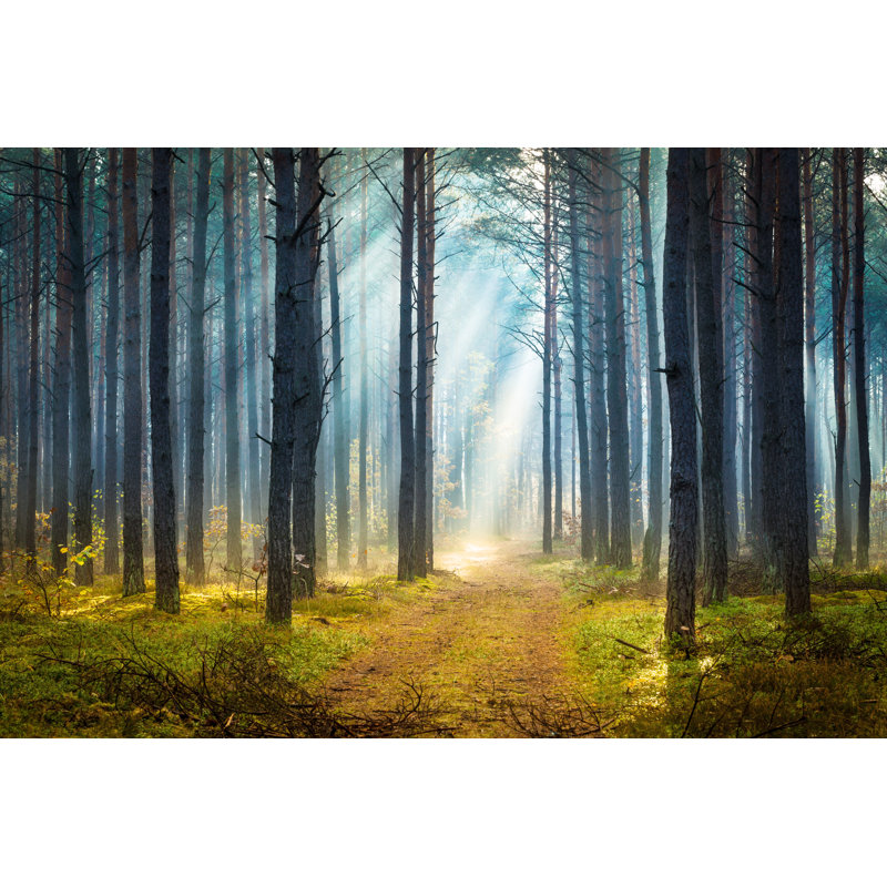 Forêt d'automne brumeuse par Konradlew, H 32 po x l 48 po