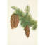 Douglas. Pseudotsuga Mucronata (1925)-9787677