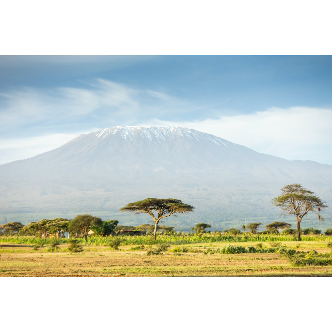 Mt Kilimanjaro And Acacia von 1001slide - Kunstdrucke