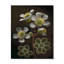 Horloge murale florale «Diphylleia Grayi On Black III»-1699713208