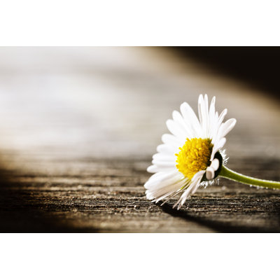 Daisy by Thomasvogel