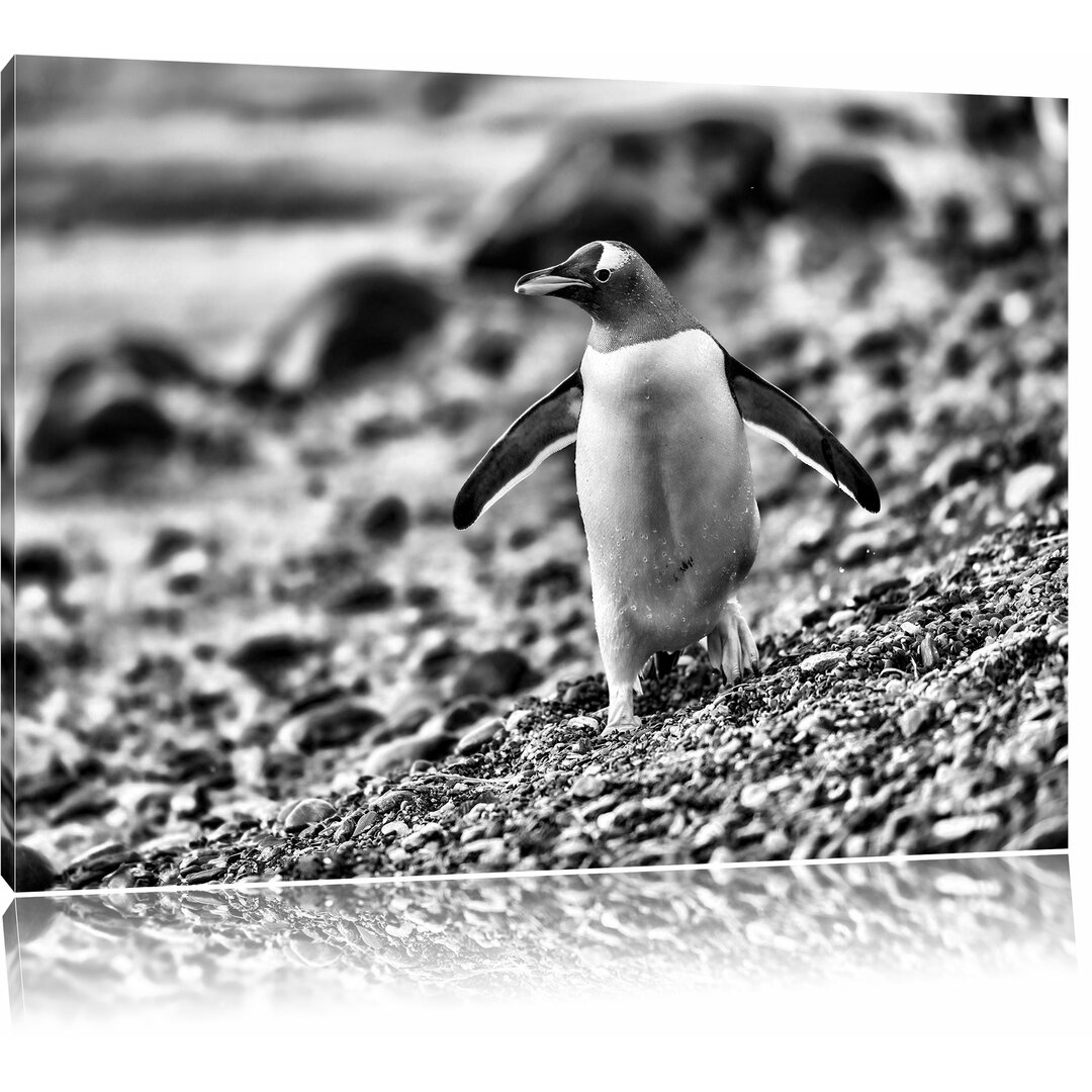 Leinwandbild Pinguine in Monochrom