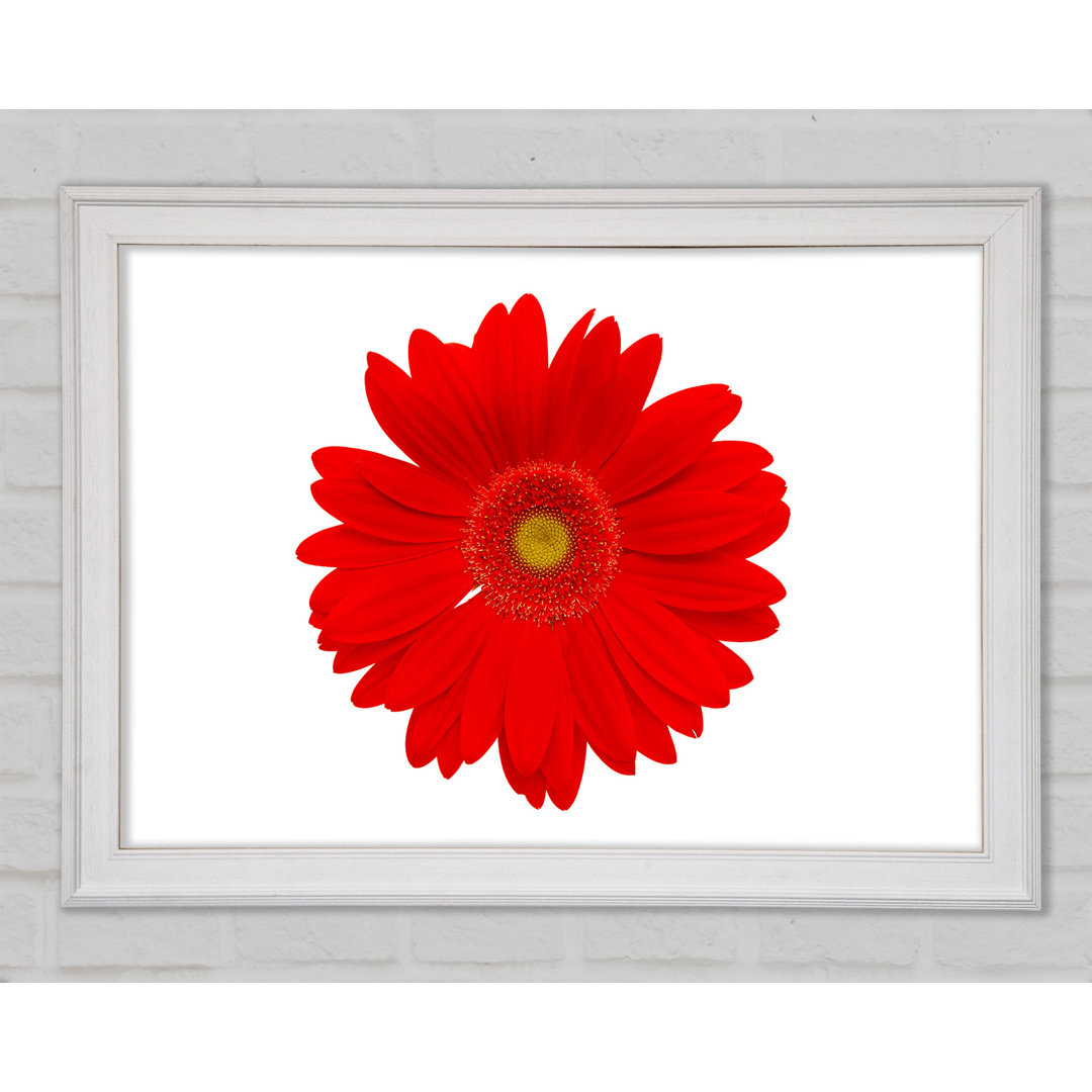 Leuchtend rote Gerbera - Druck