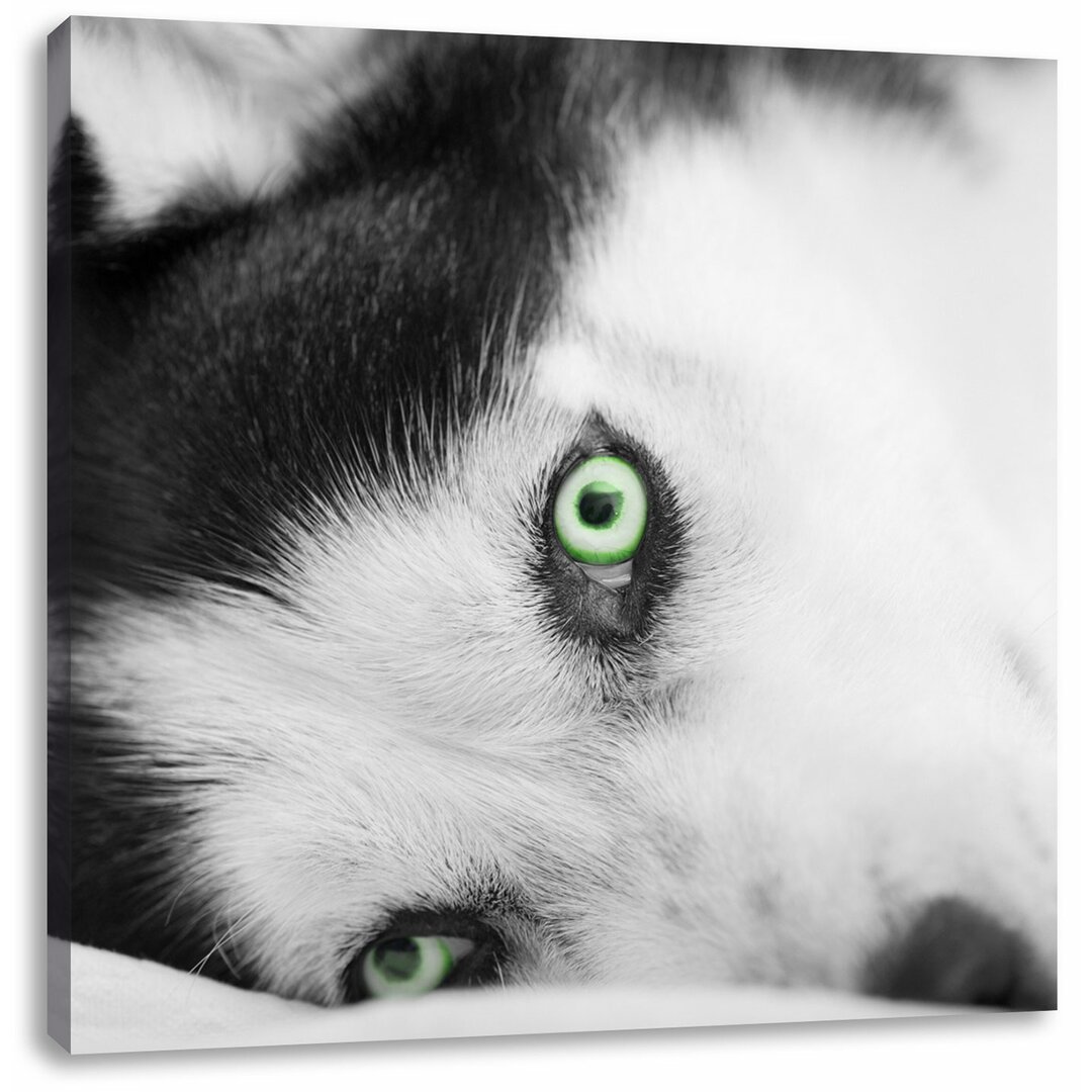 Leinwandbild Husky im Bett mit eisblauen Augen