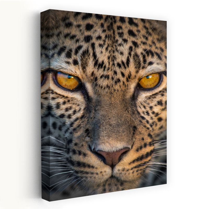Léopard Panthera Pardus, H 60 po x l 40 po