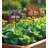 Butterfly Plant Pick Set/2