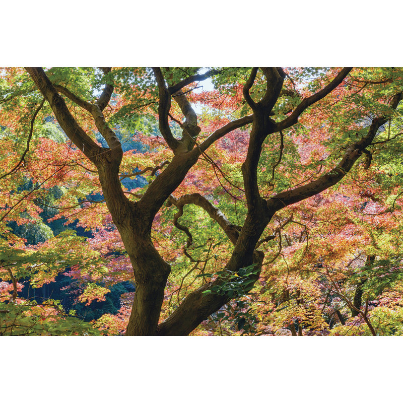 Murale l 8 pi x l 144 po japonaise automne forest Whittiker