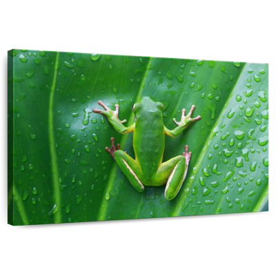 Grenouille camouflée