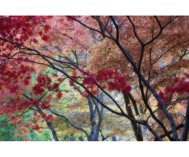 «Red Barrel Studio® Paulson», reproduction d'art sur toile tendue par Don Gallery: OR, érable Ashland Lithia Park en automne