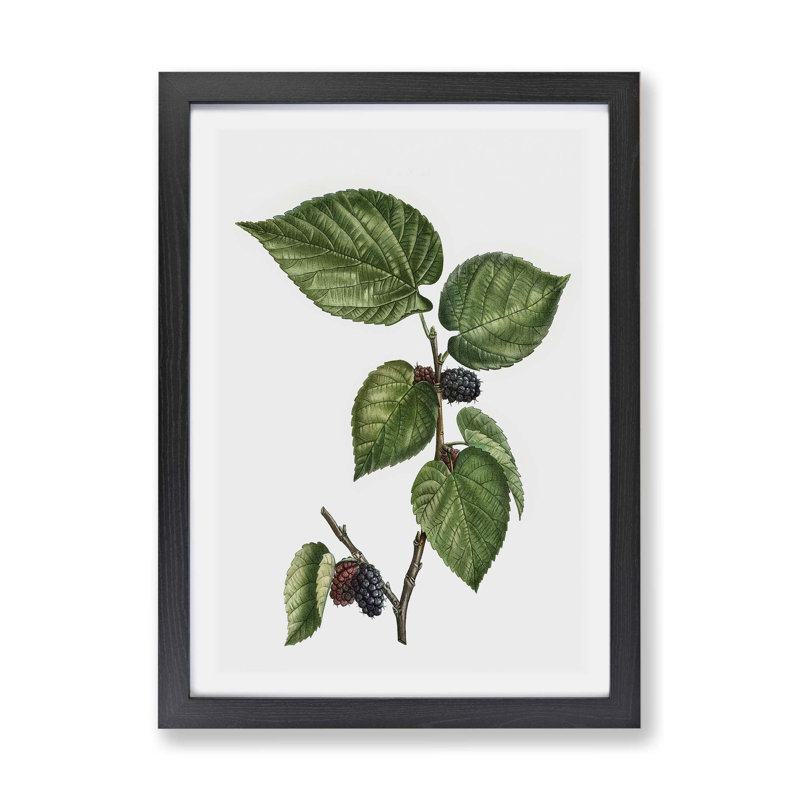 Black Mulberry Tree - Framed Print, 33cm H x 45cm W x 2cm D, Black
