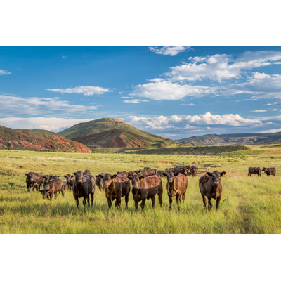 " Cattle In Colorado " by Marekuliasz