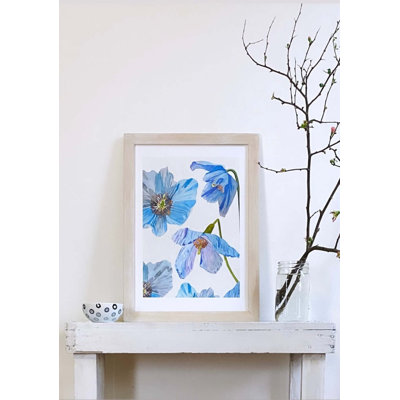 Reproduction d'art: coquelicots bleus de l'Himalaya sur écru