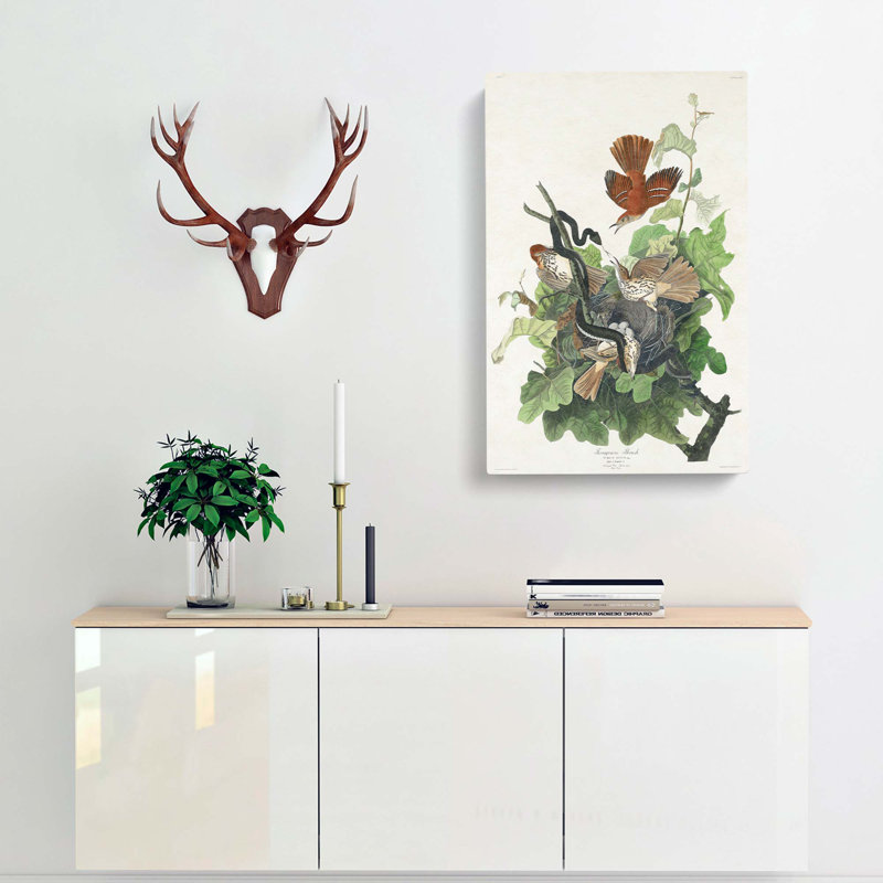 Snake Attacking Thrush Birds by John Audubon - Wrapped Canvas Painting, 50cm H x 35cm W x 3cm D